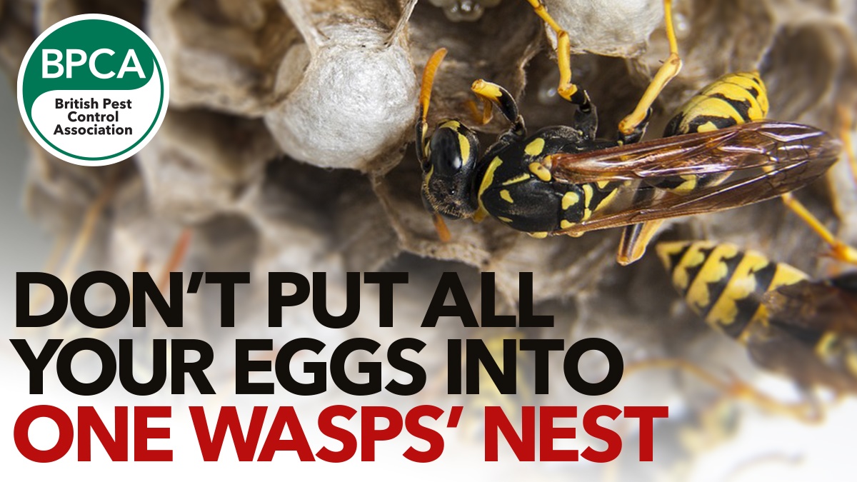 wasps hero2 wasps hero2